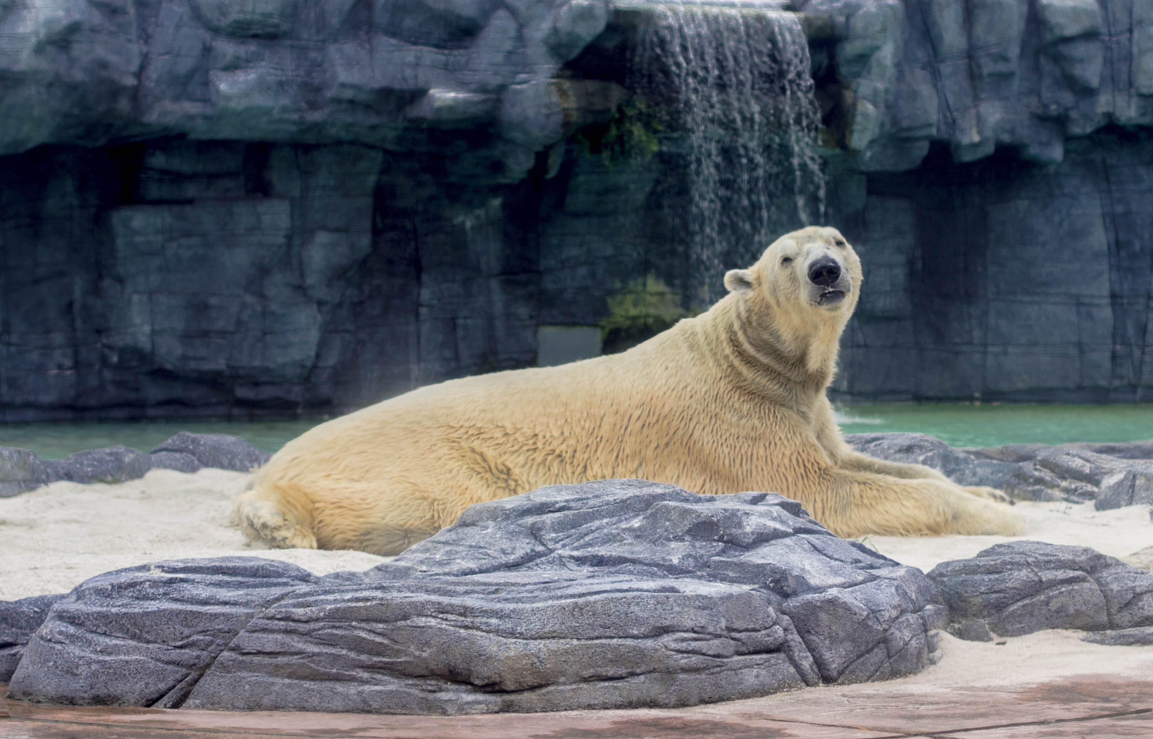 Activists blame insufficient, warm climate conditions for death of Polar bear in Mexican zoo
