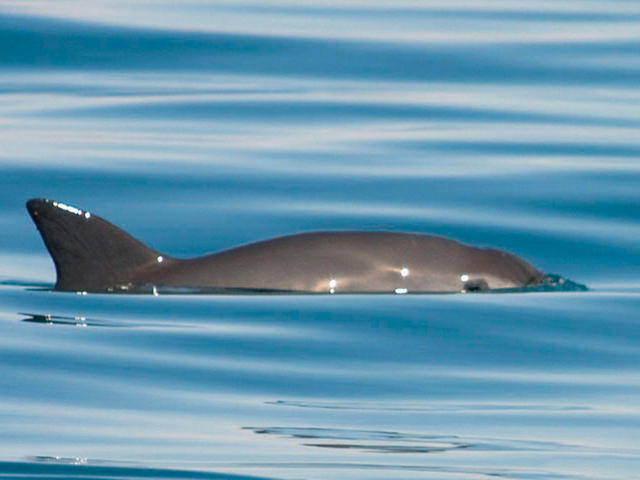 Demands for increased protections for Mexico’s endangered vaquita