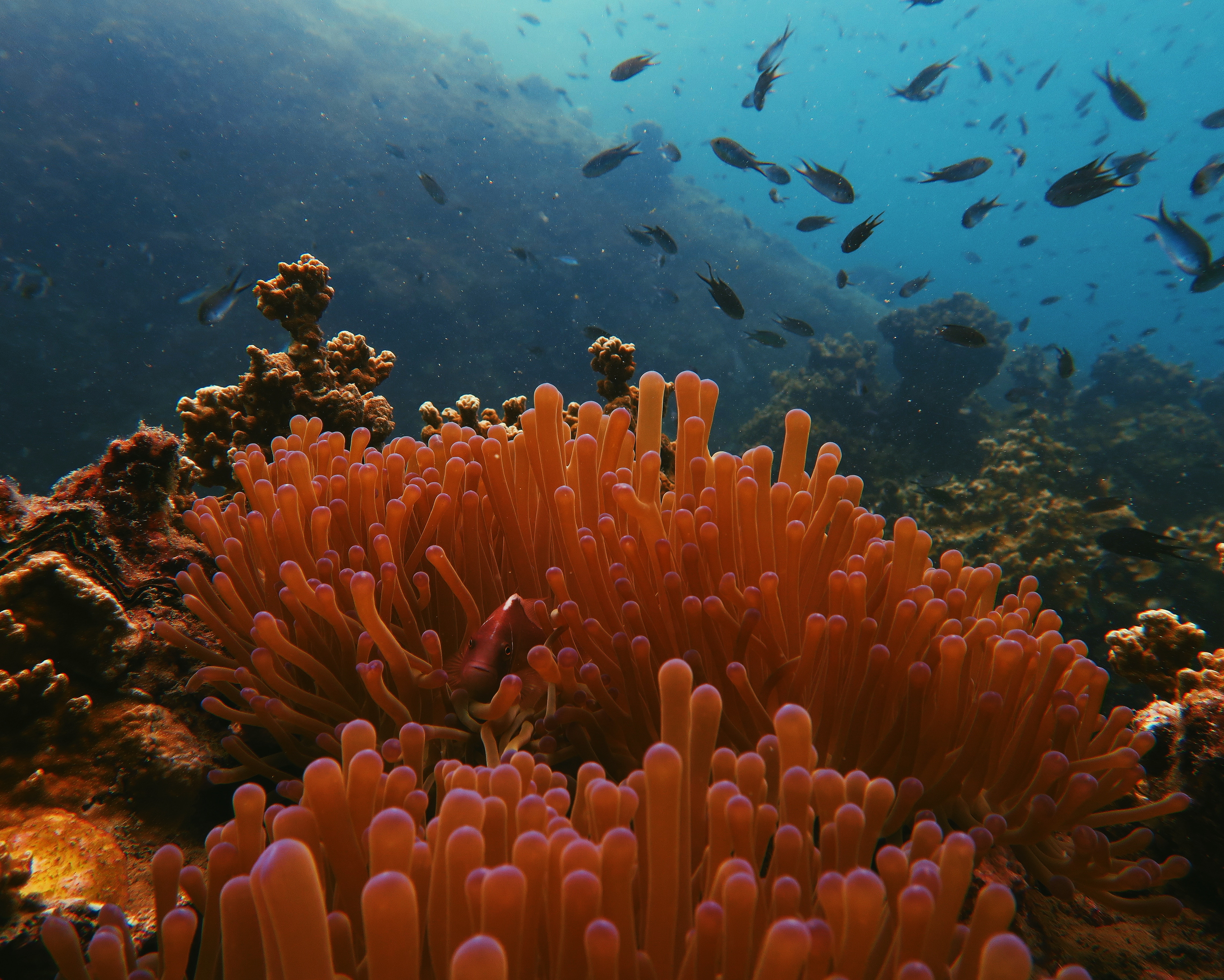 Could a ban on non-biodegradable sunscreen help to save our coral reefs?